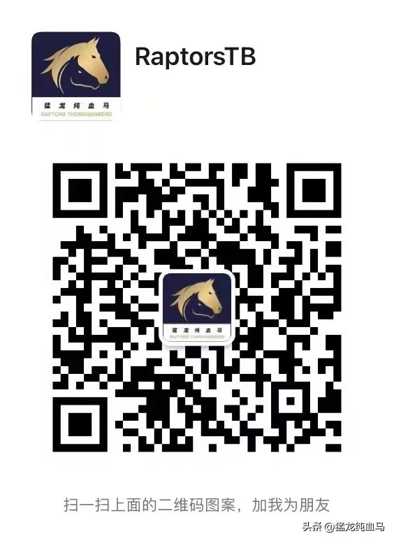 香港打吡现场新西兰賽驹的出色表现！