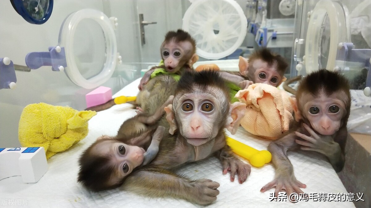 克隆人为什么禁止使用,克隆人为什么不被允许