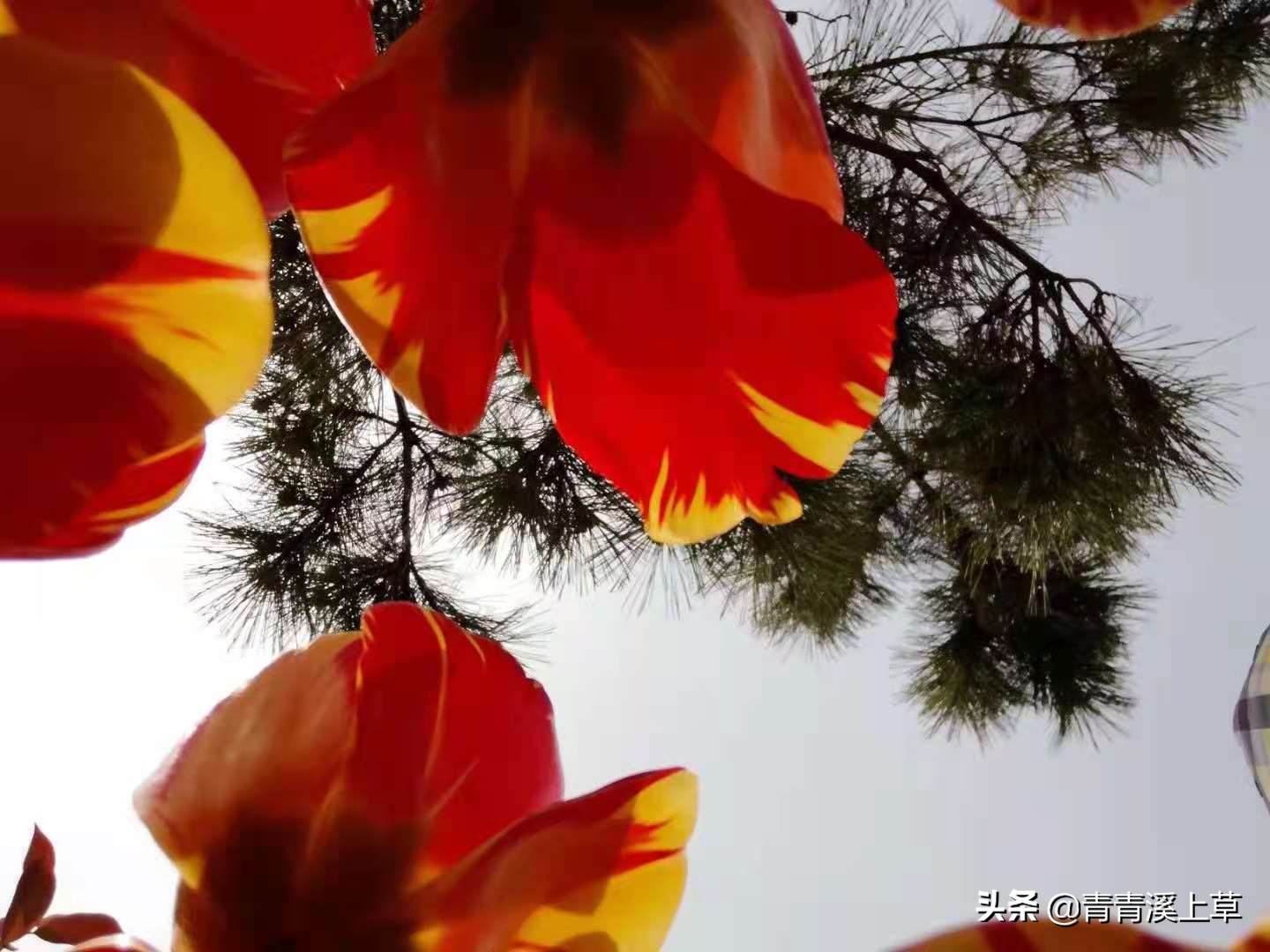 开封天波杨府最新视频,开封天波杨府表演时间