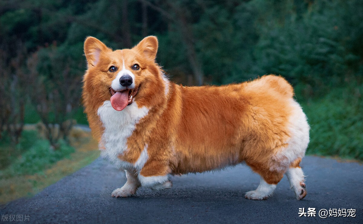 狗狗眼角一直有脓状眼屎是怎么了,狗狗有眼屎要喂什么药