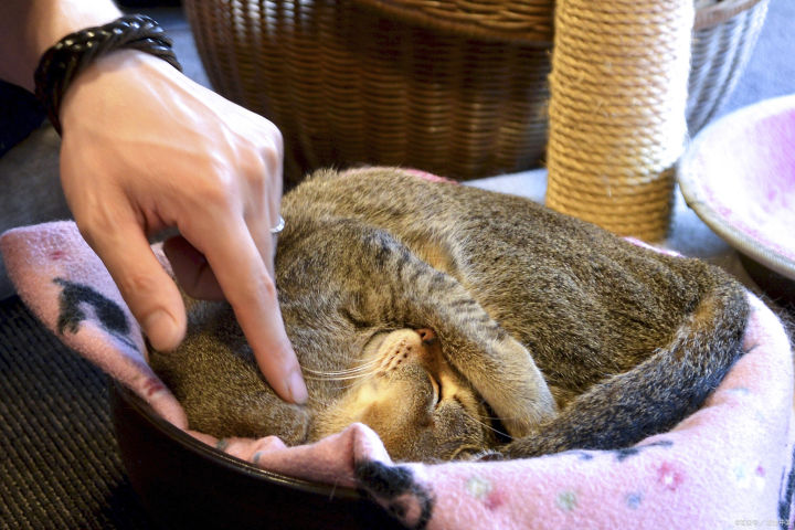 猫咪常见肿瘤有哪些？怎么治疗？