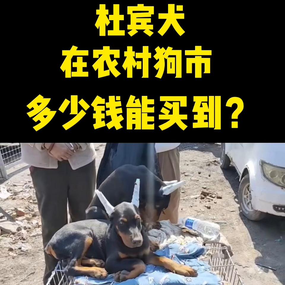 杜宾犬怎么分辨真假,成年杜宾犬怎么看真假