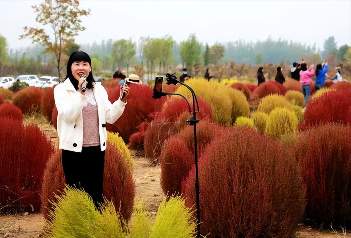 地肤草花海打卡,孟津白鹤地肤草位置