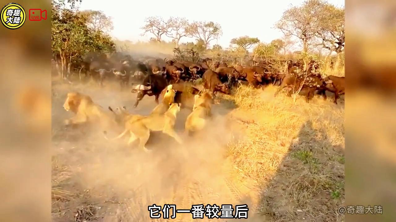 母牛救野牛视频,母牛救小水牛完整视频