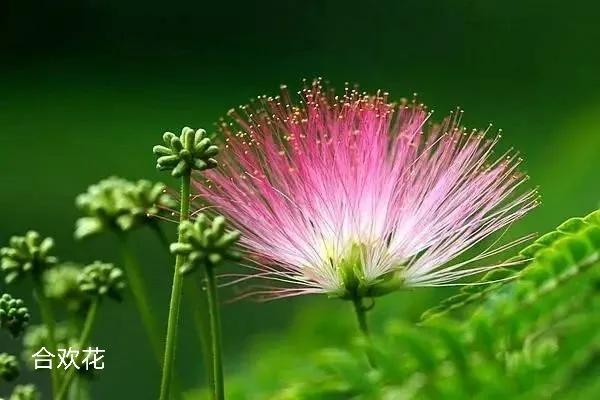 100种花草图片欣赏,50种花草图片大全