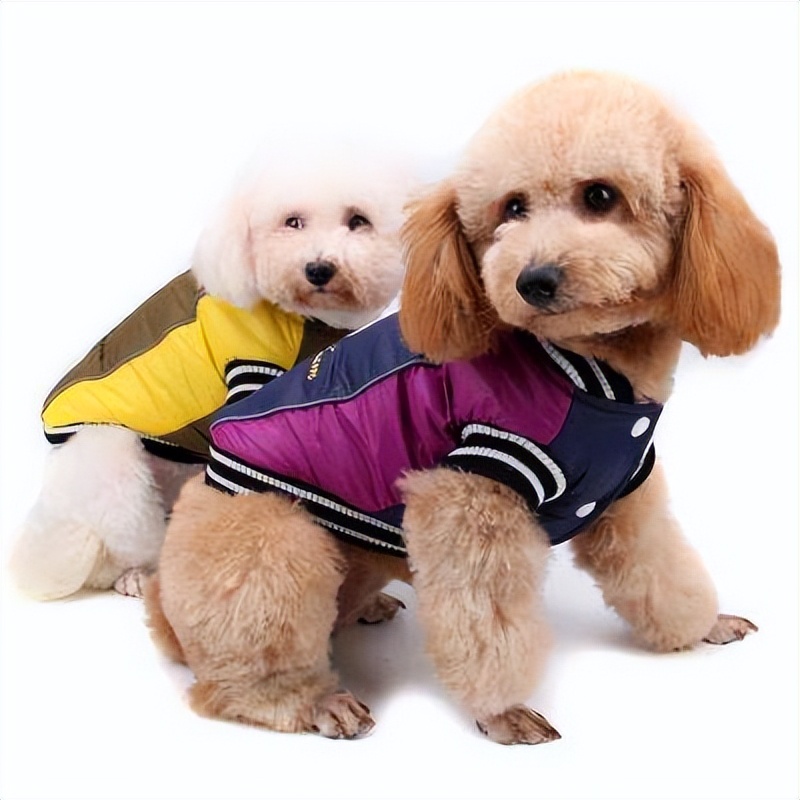 狗狗经常呕吐拉稀是胃病吗,狗狗拉肚子呕吐怎么办最有效