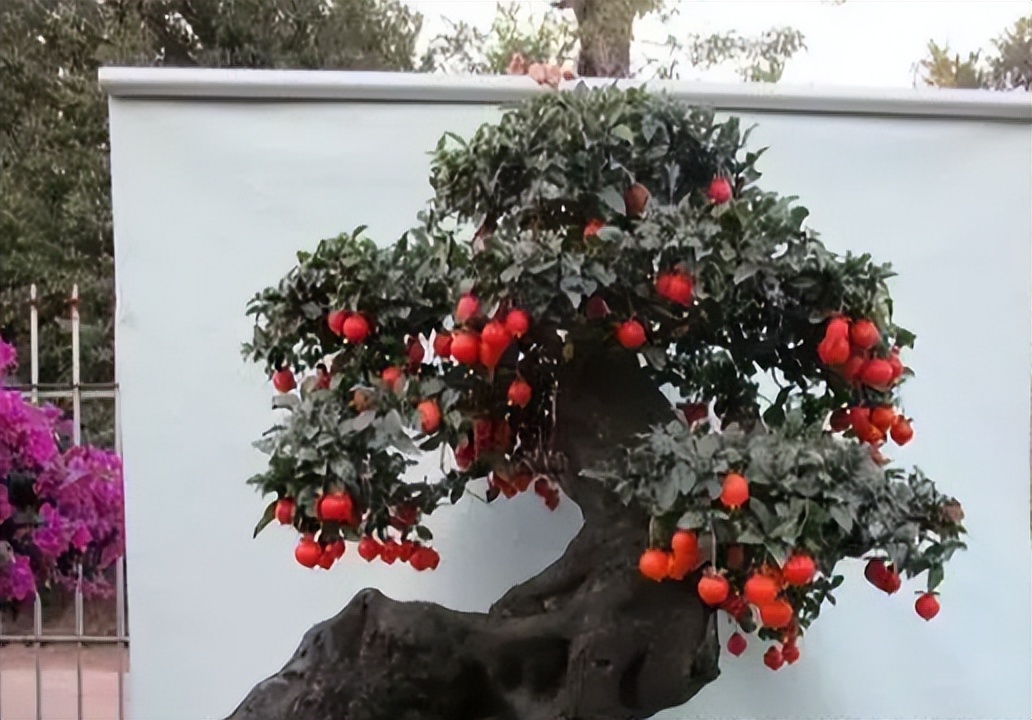 金弹子分公母，公有果母无果？5条解析告诉你