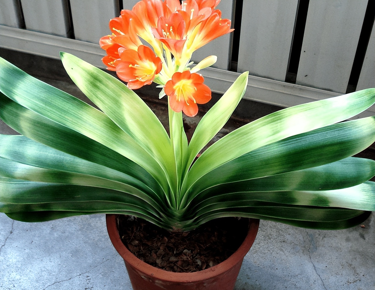 君子兰每次浇水需要浇透吗,冬天给君子兰浇水注意什么