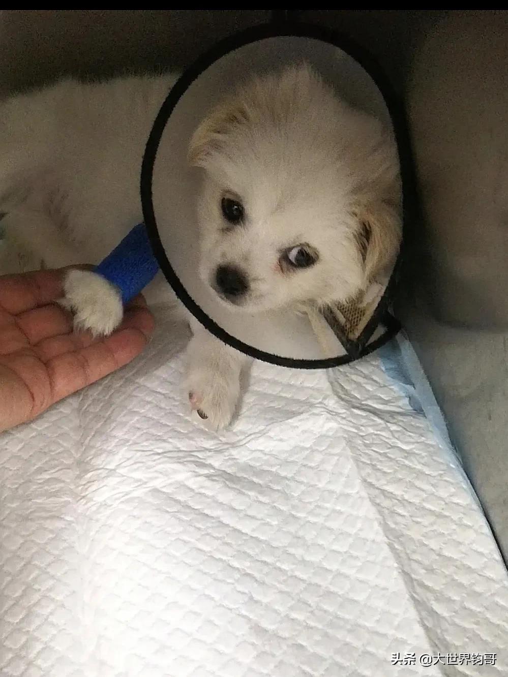 法斗幼犬得了细小治疗成功率多少,我家狗狗得了细小突然咬我一下