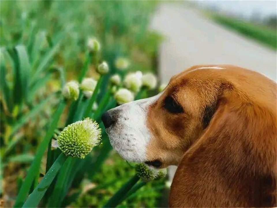狗在交配前为什么要“闻屁股”?看似尴尬的行为,其实有科学依据