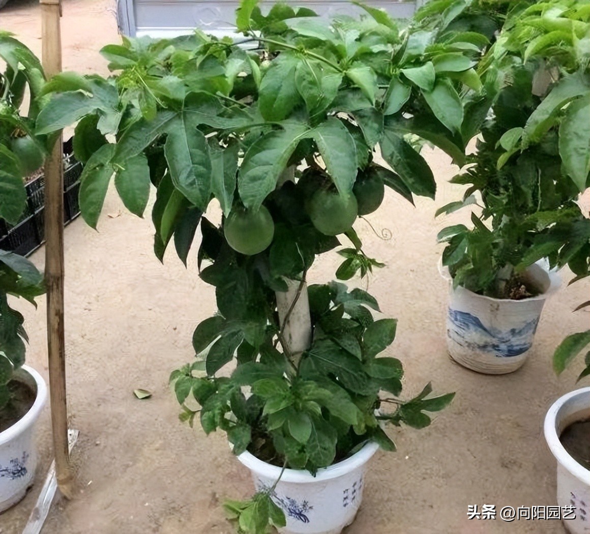 网上买果树苗哪里的假苗最多,网上买的果树苗是真是假