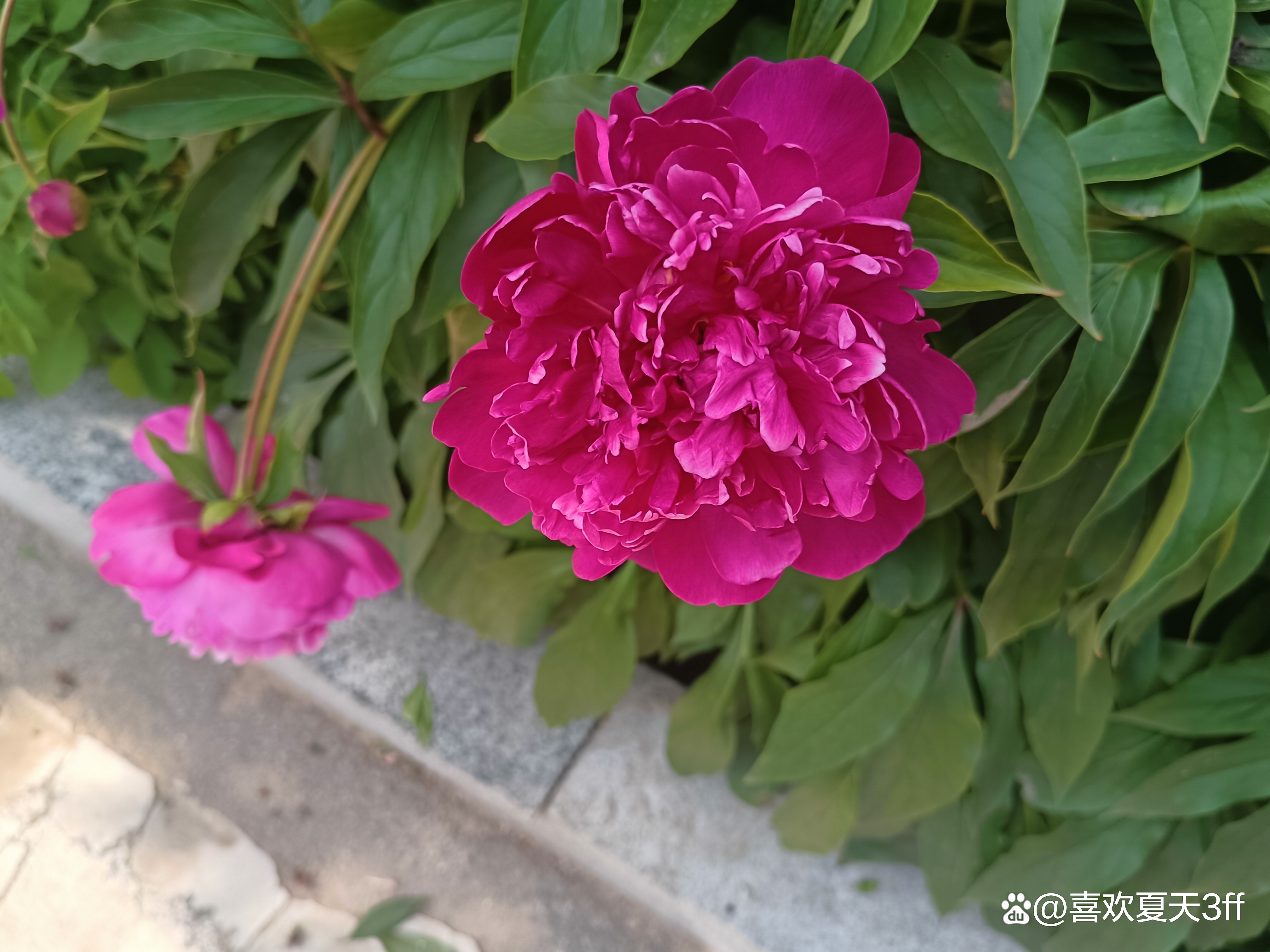 我的拍花日记之十一