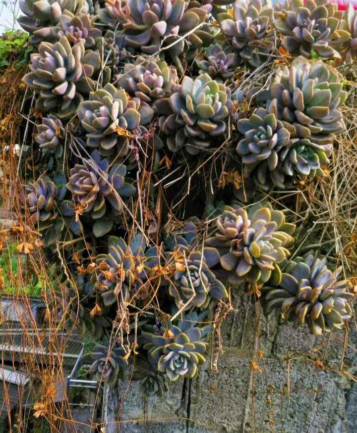 在别人家房顶上捡免费的多肉,农村里捡野生多肉