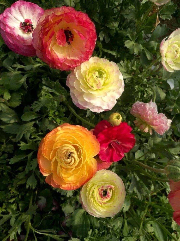 视觉盛宴五种赏花名花供您选择,春天十种最美的花介绍