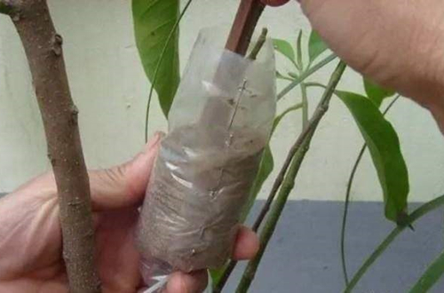 白兰花黑斑病怎么养护,白兰花是不是四季开