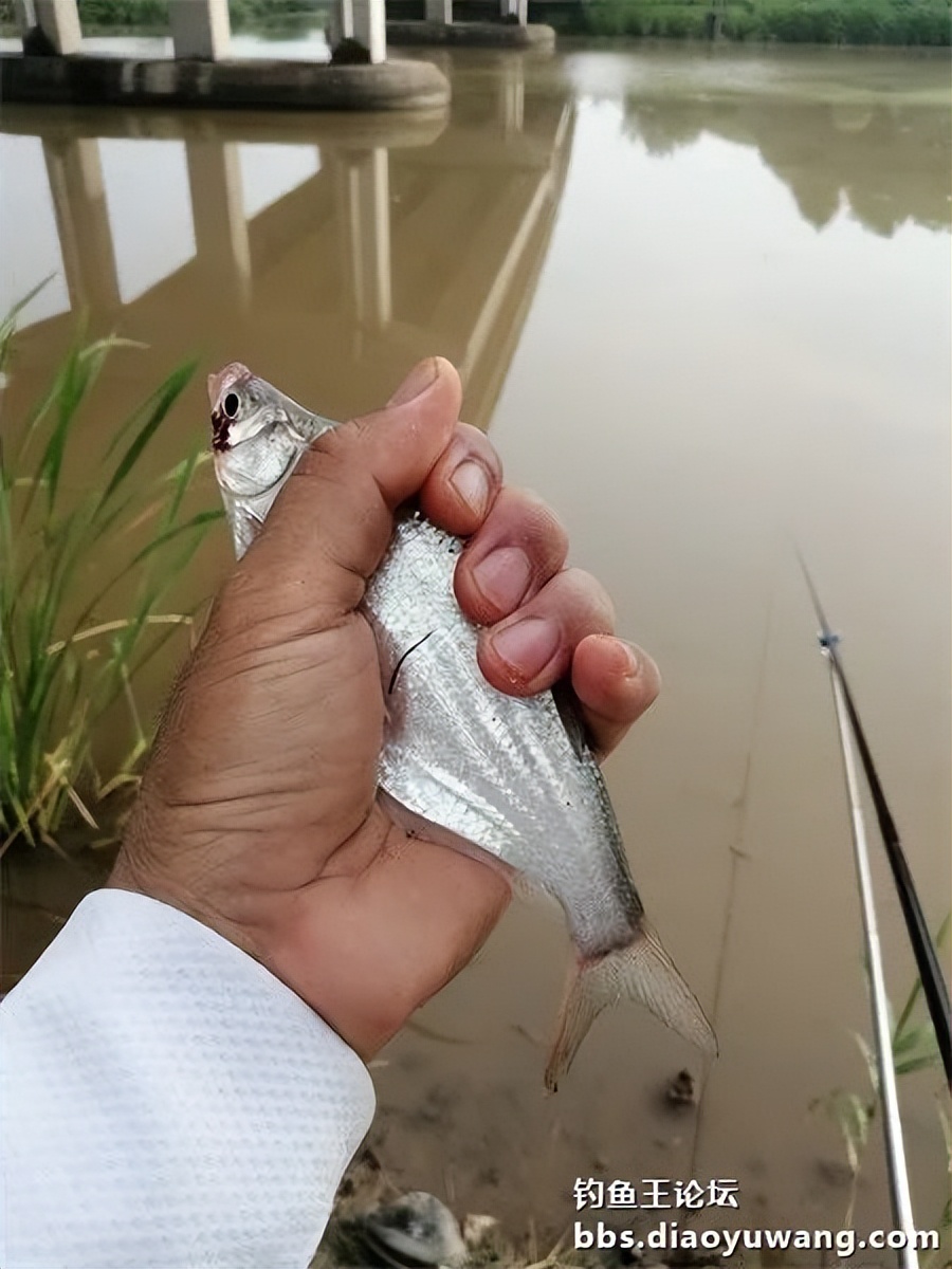 崇明北横引河水深,北横引河能钓鱼吗