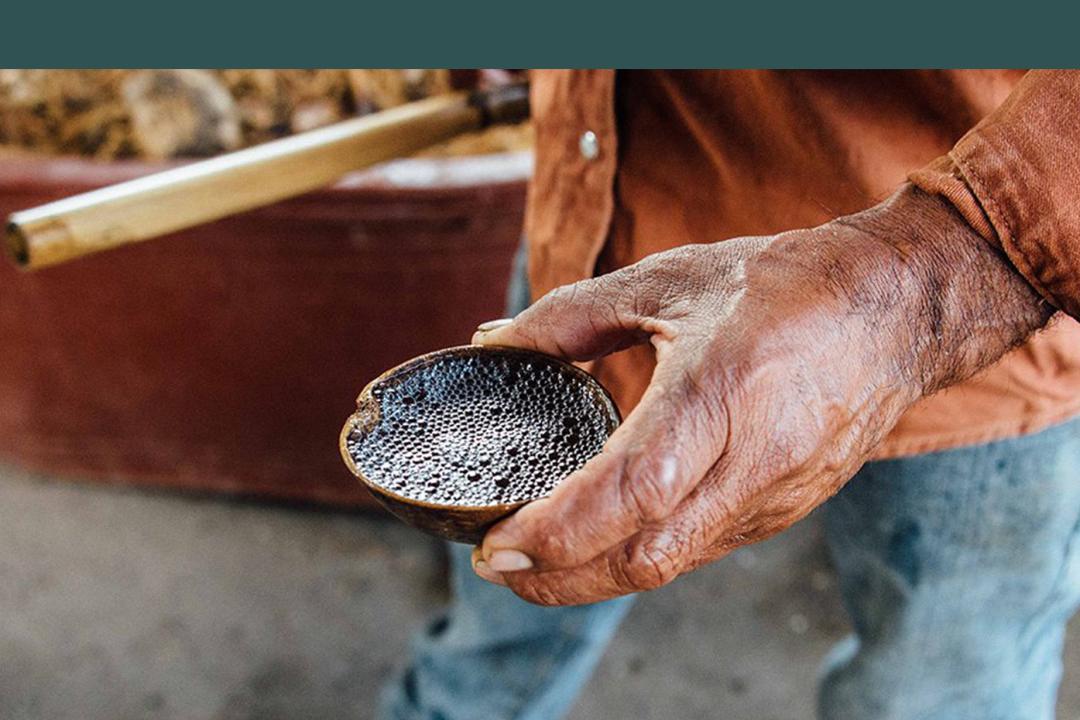 龙舌兰在现实中是怎么样的,十种最好看的龙舌兰