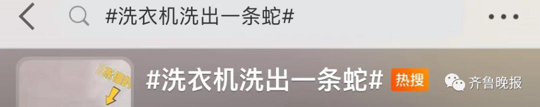 蛇总是偷吃鸡蛋怎么办,2米长蛇惊现居民楼