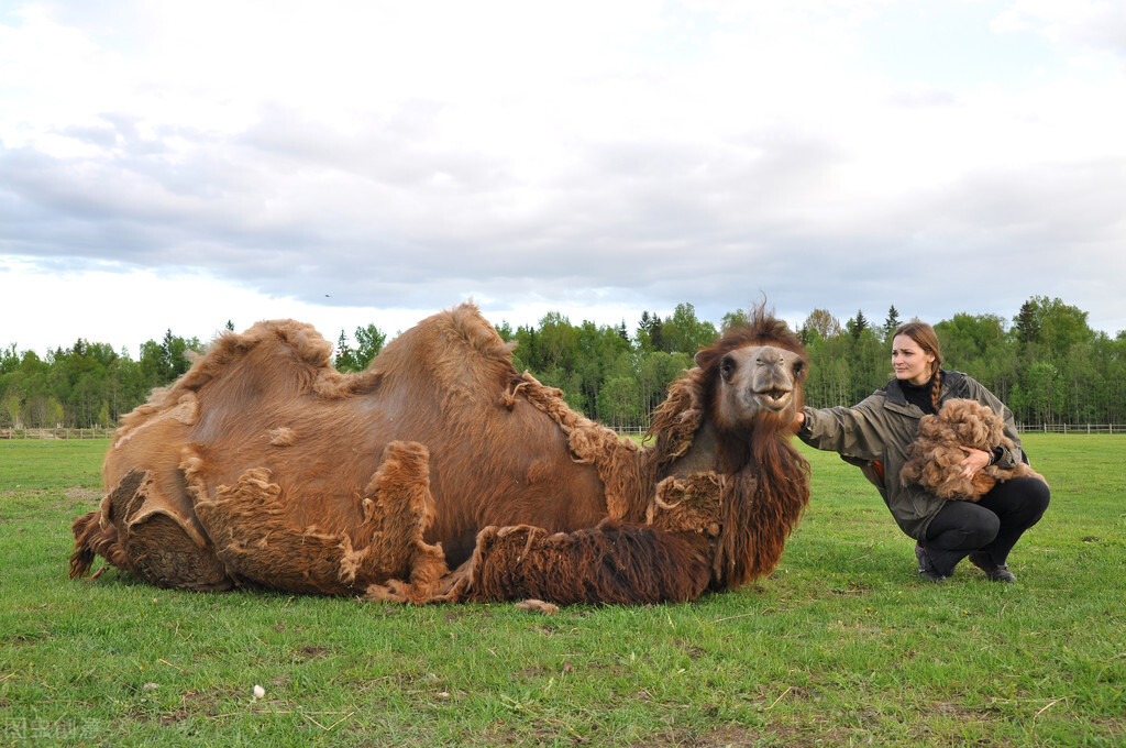 102.樟树上长的柞蚕和被子