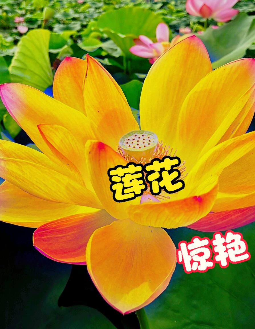 一花一惊艳，爱在夏花中，荷花别样红，莲叶无穷碧，弄花香满衣