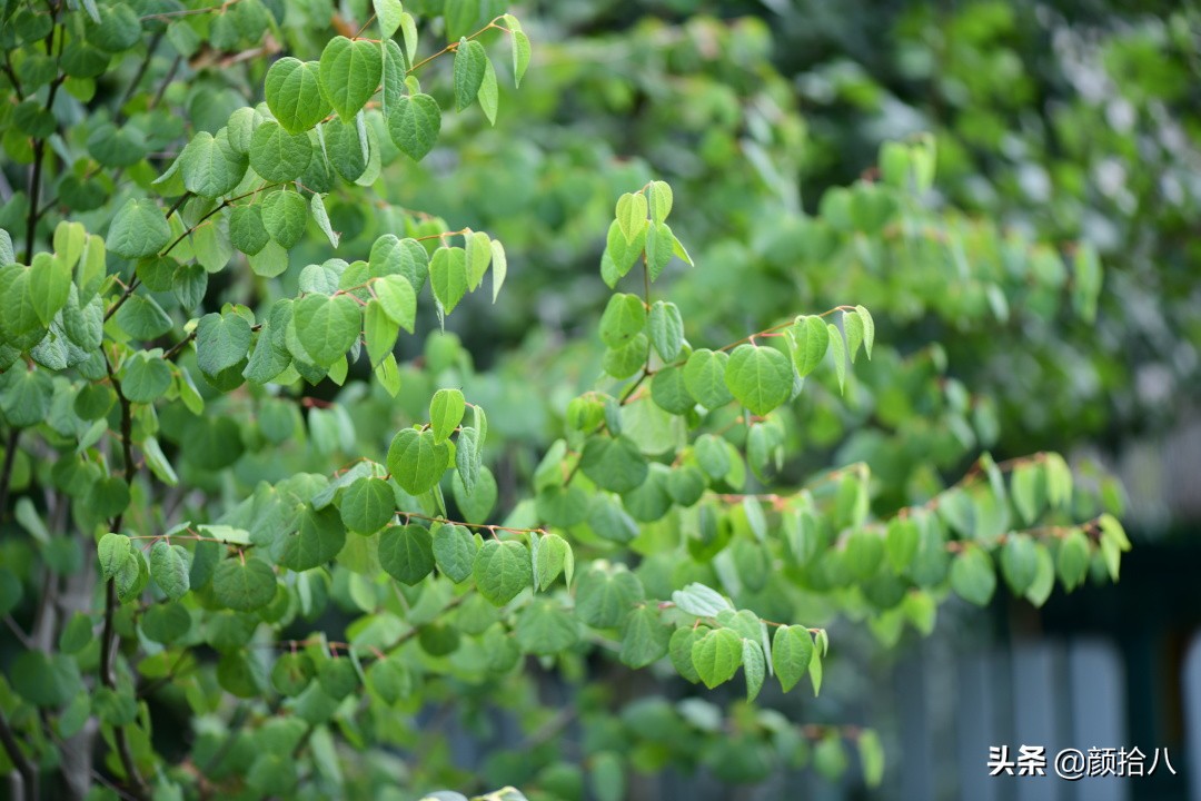 看到你的花园那么惨，我就安心了|园丁