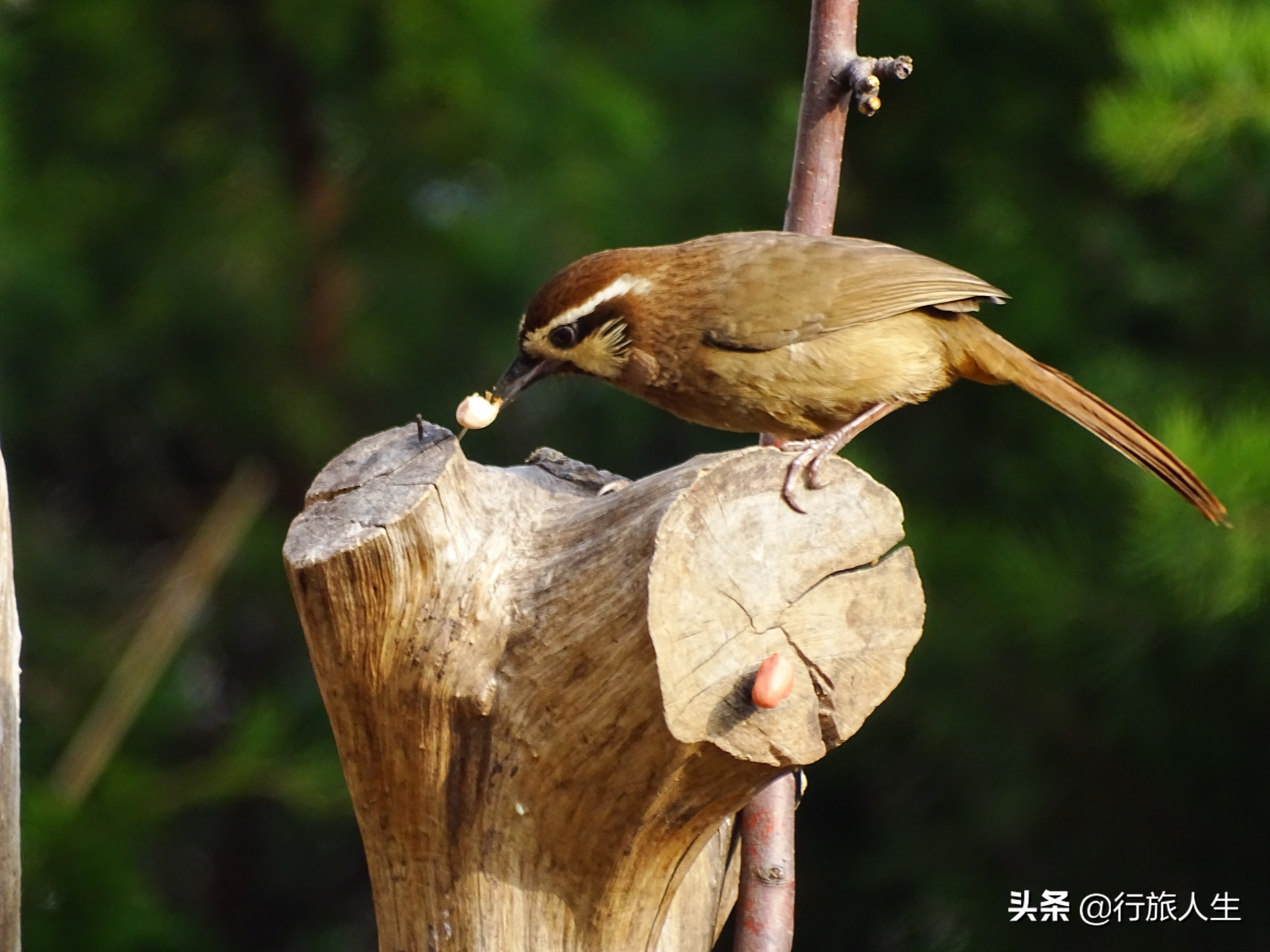 冬日的鸟儿文案,冬日鸟儿在树上图片