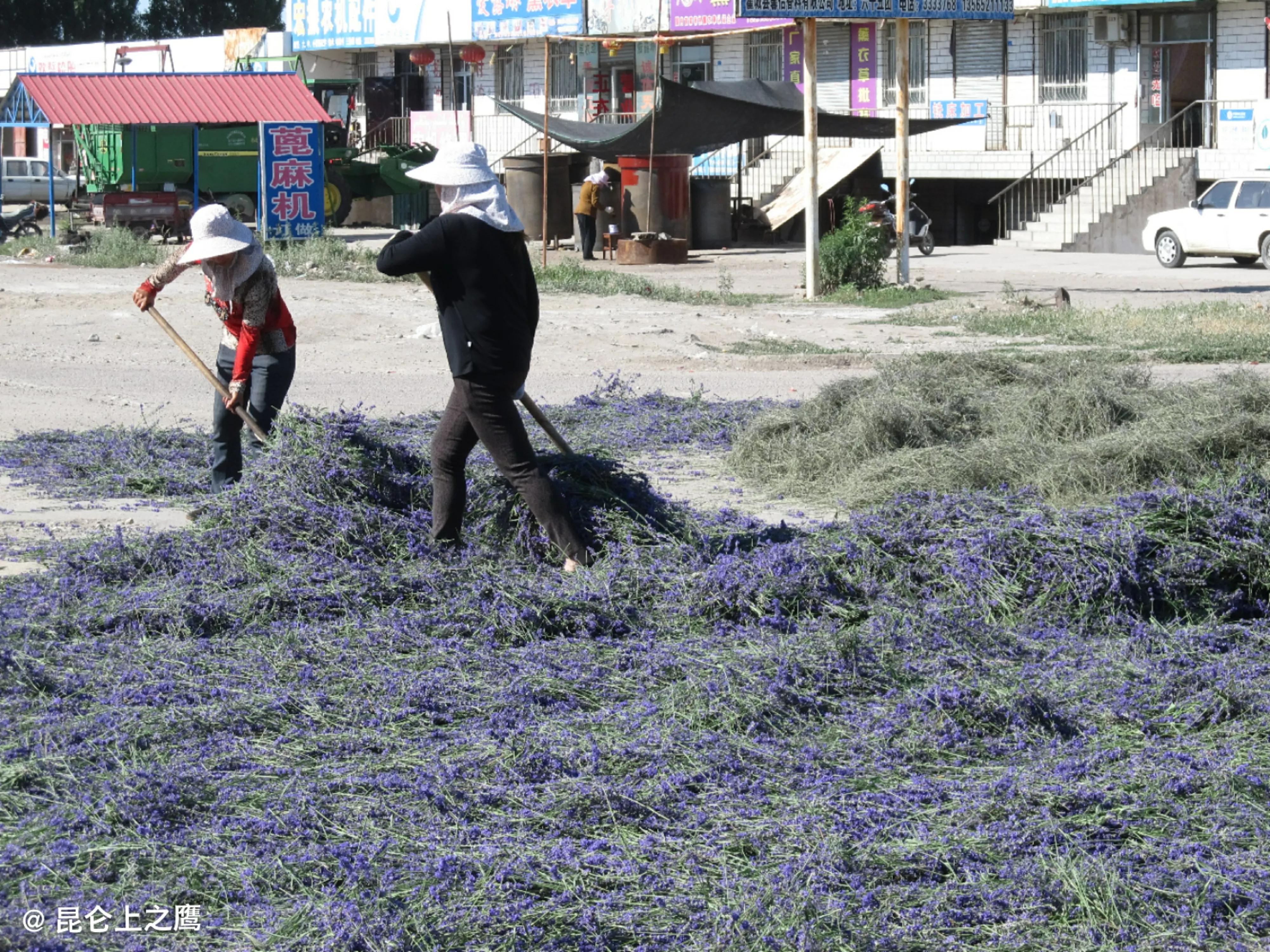 伊犁的薰衣草,伊犁的薰衣草是什么景点