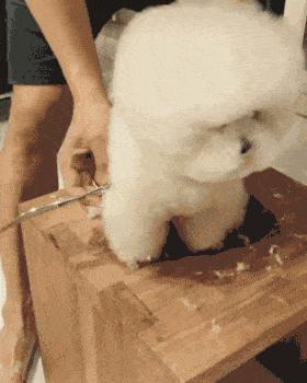 柯基比熊哪个聪明,柯基比熊博美哪个比较聪明