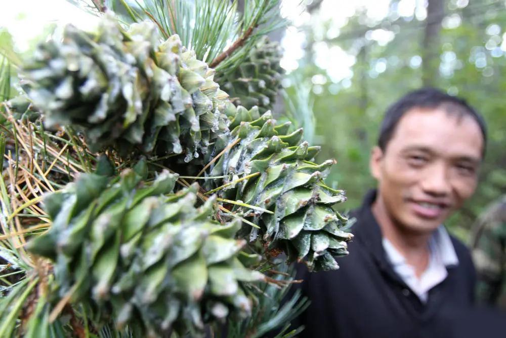 美国的摇钱树，收集到这种昂贵的树脂，就能轻松月入百万