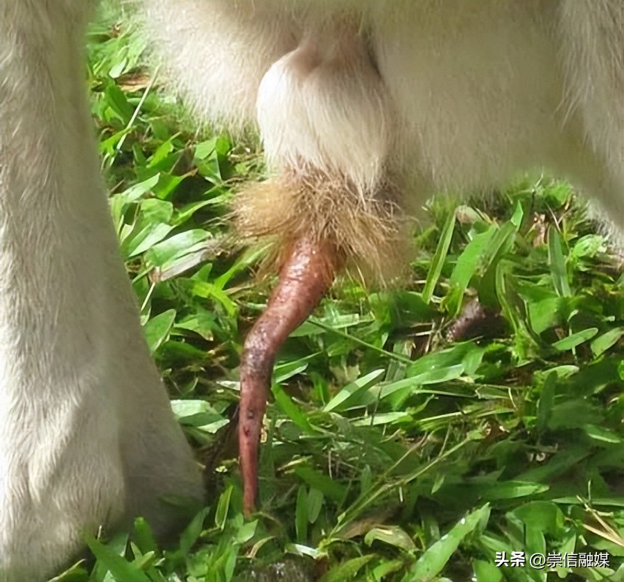 独行月球刚子踢沈腾,独行月球沈腾被袋鼠踢飞露肚子
