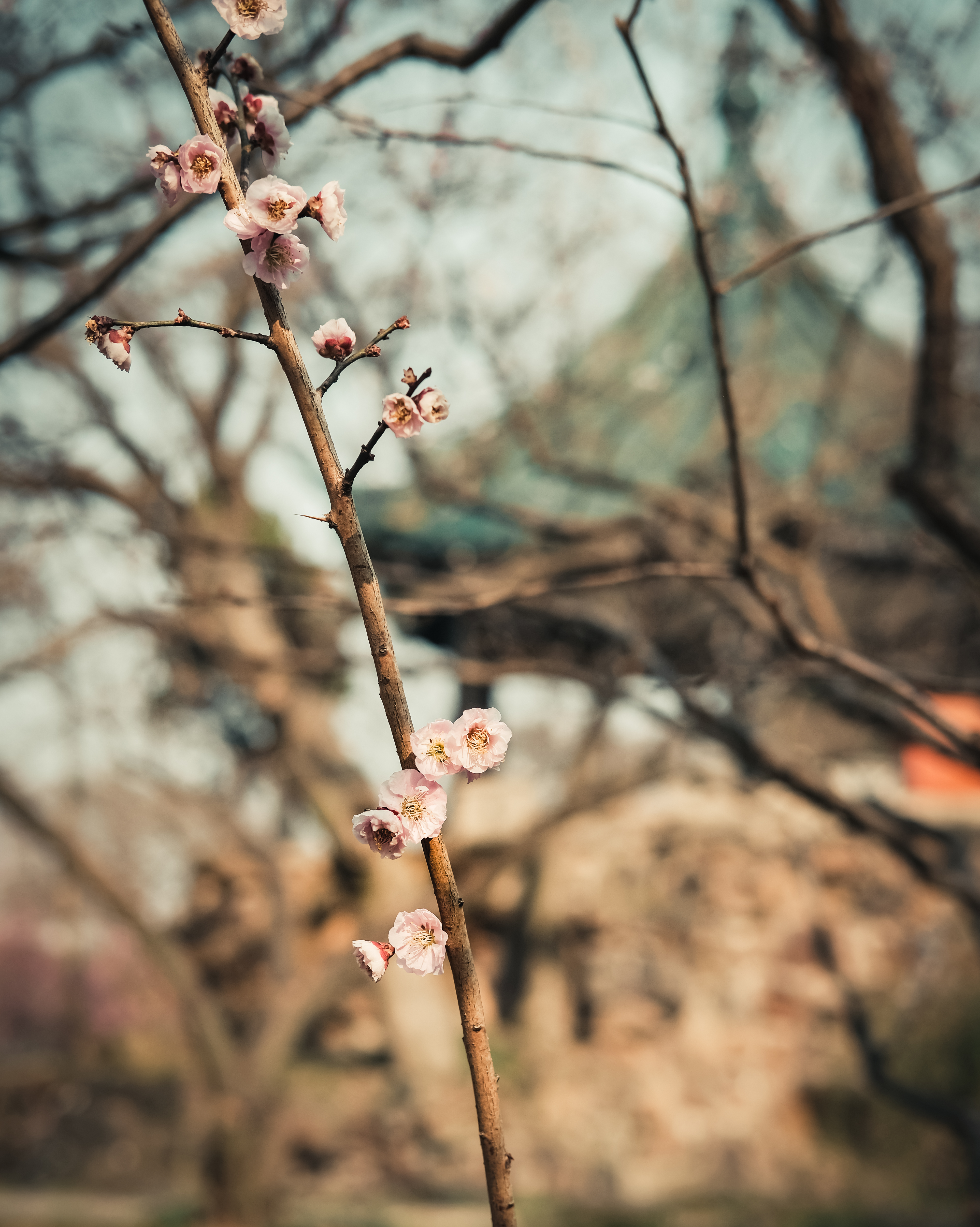 老梅园，你没有游览到；你游览的只是新梅园