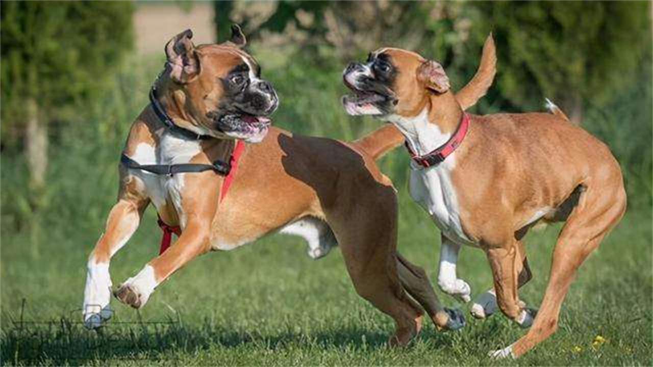 狗在交配前为什么要“闻屁股”?看似尴尬的行为,其实有科学依据