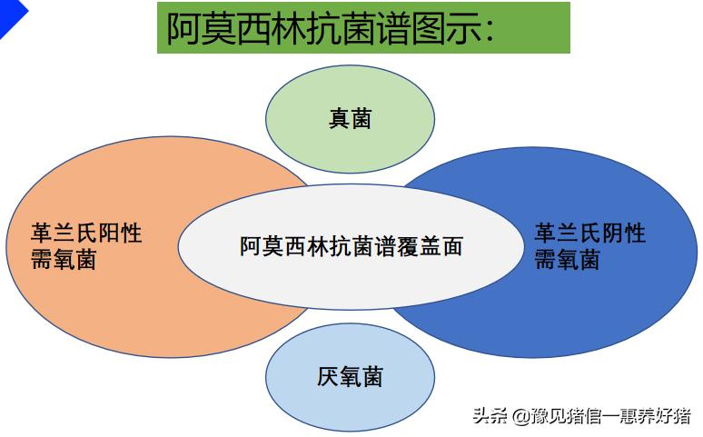 兽医微生物图谱,兽医药理基础知识