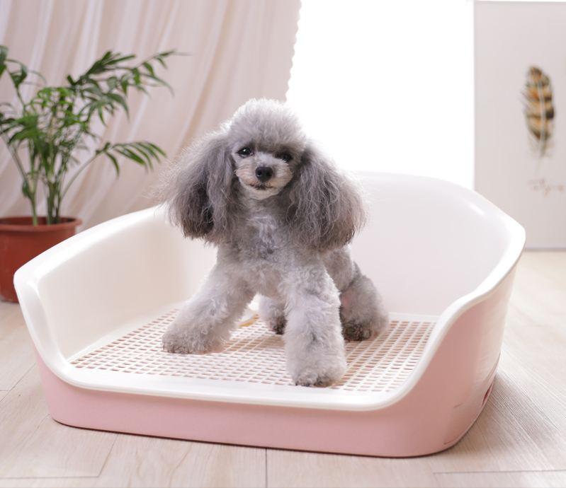 泰迪犬怎样训练大小便,泰迪犬大小便训练