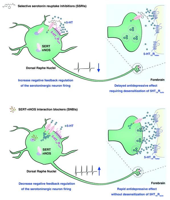 抑郁症最新研究资讯,抑郁症研究最新科技前沿