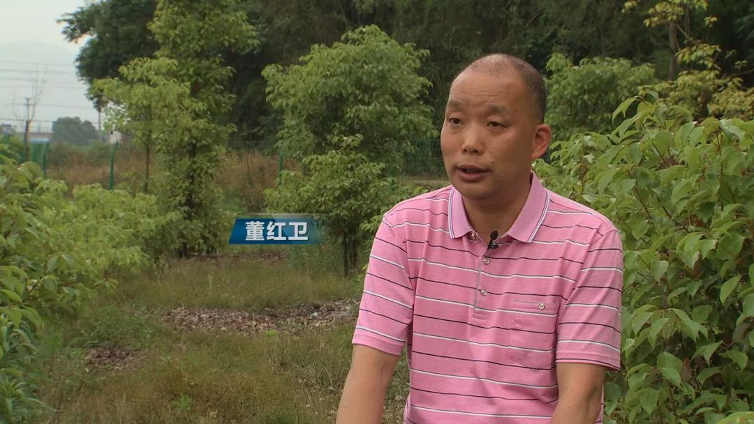 小伙创业种树一斤树叶卖2万,农村小伙靠卖树身价过亿