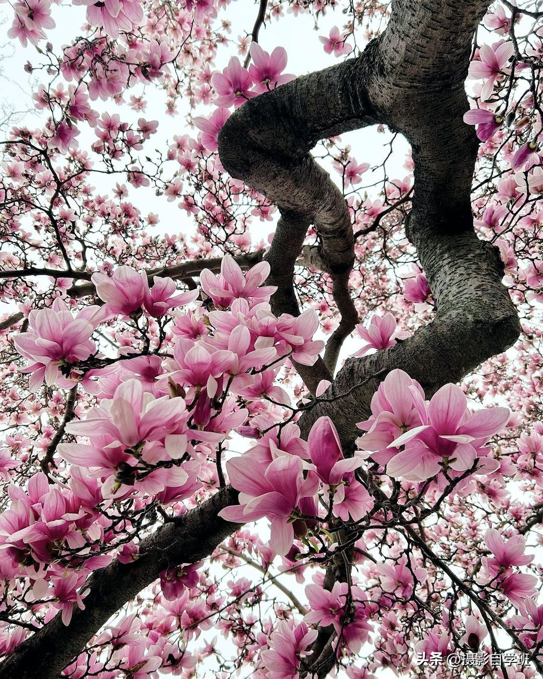 如何在夜里拍出好看的花朵照片,花朵怎么拍出好看的照片
