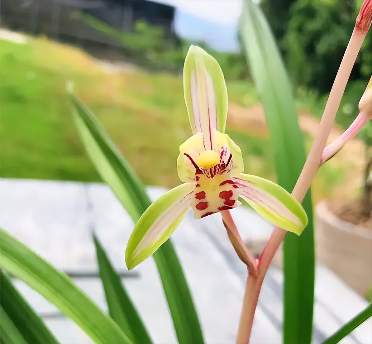 新手盆栽兰花最好选择哪些品种,适合家养的兰花品种有哪些盆栽