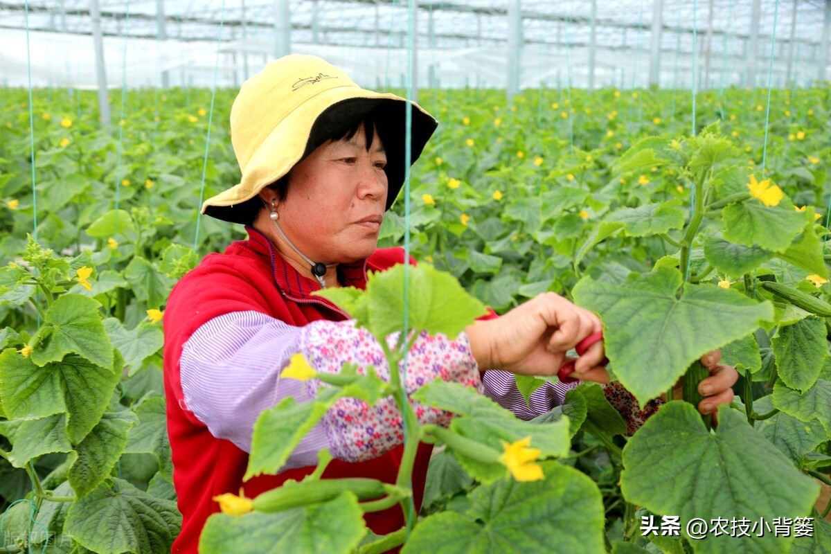 鱼蛋白市面不同产品对比,鱼蛋白对比评测