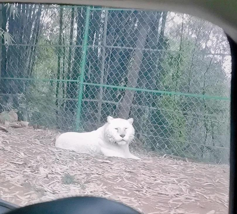 重庆乐和乐都野生动物园一日游,重庆野生动物园攻略一日游
