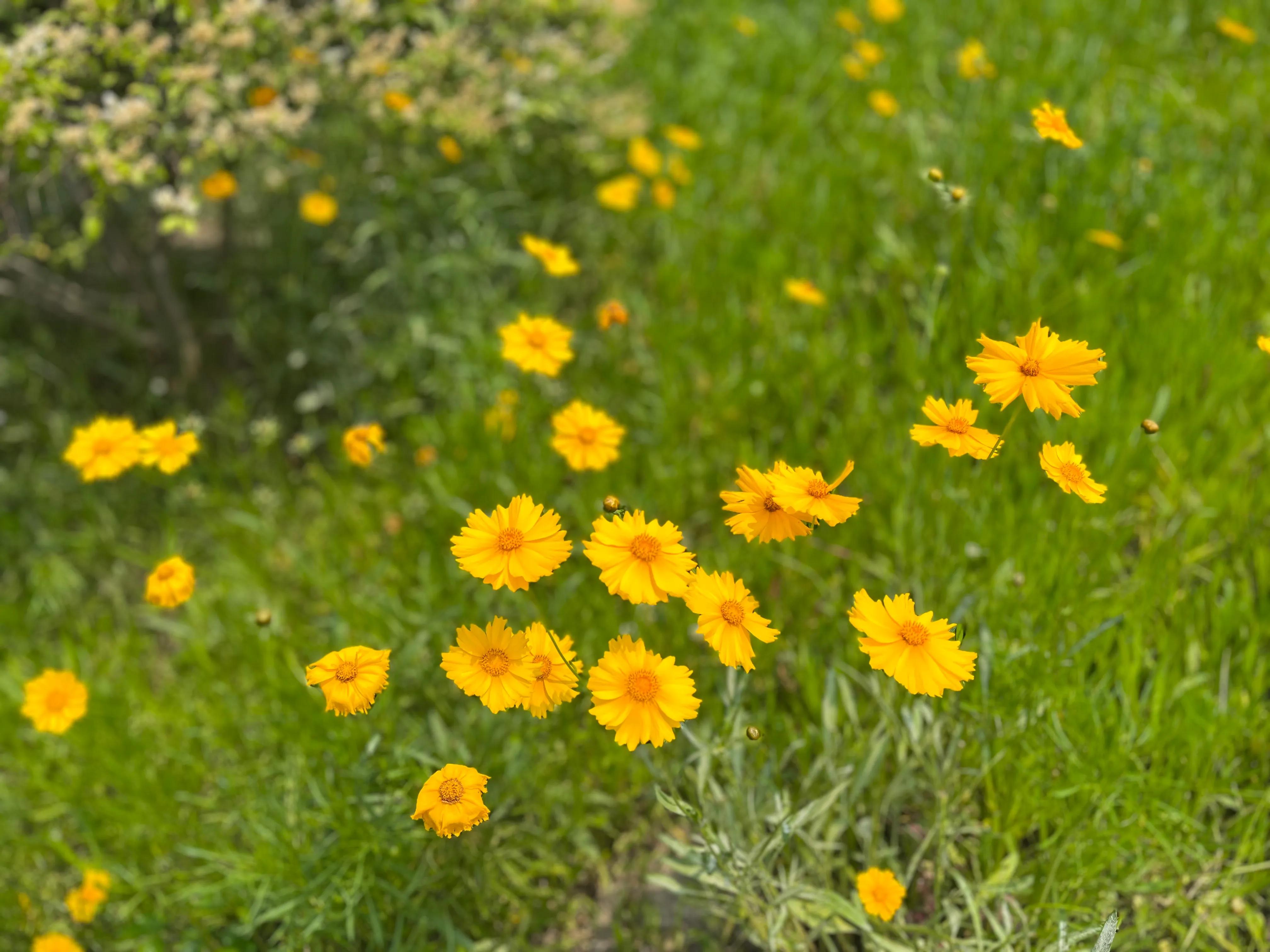 跟乐宝聊天,和乐宝互动