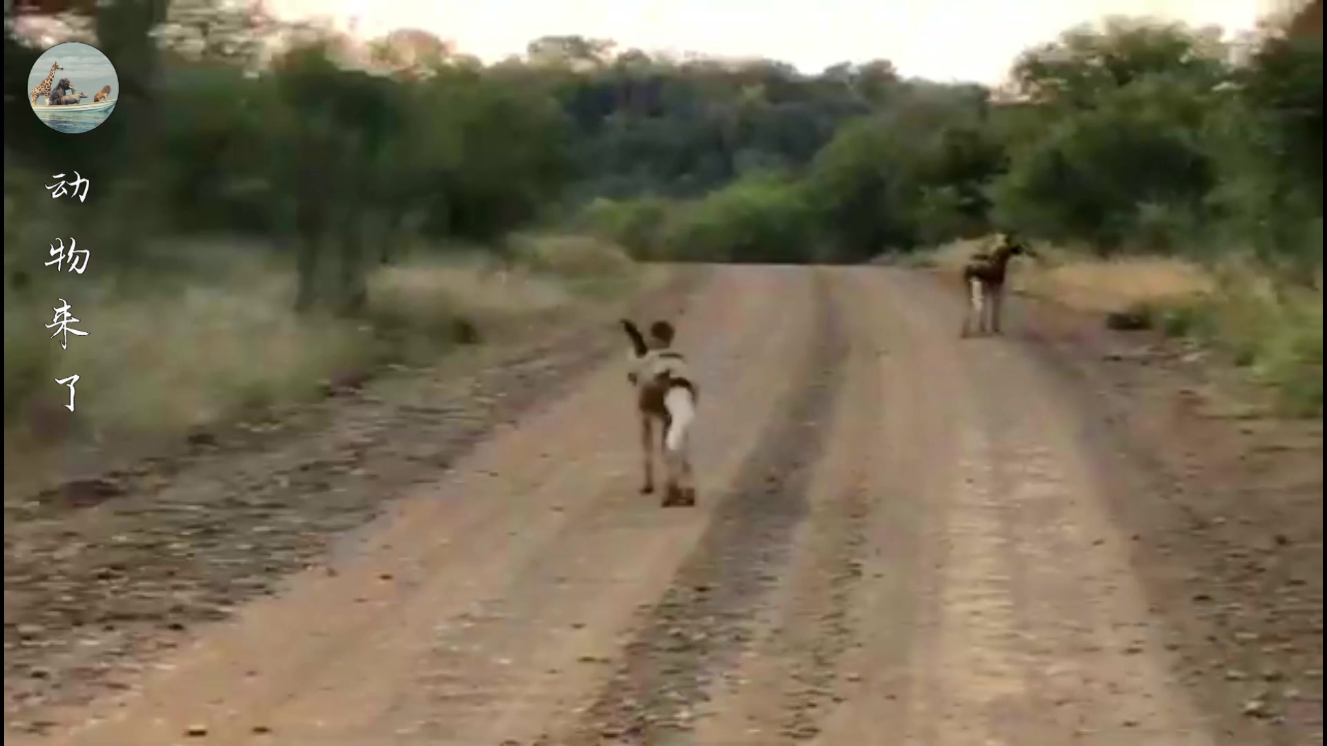 非洲野狗战斗力强悍，一只干掉五十狒狒，但也被人类干掉不少