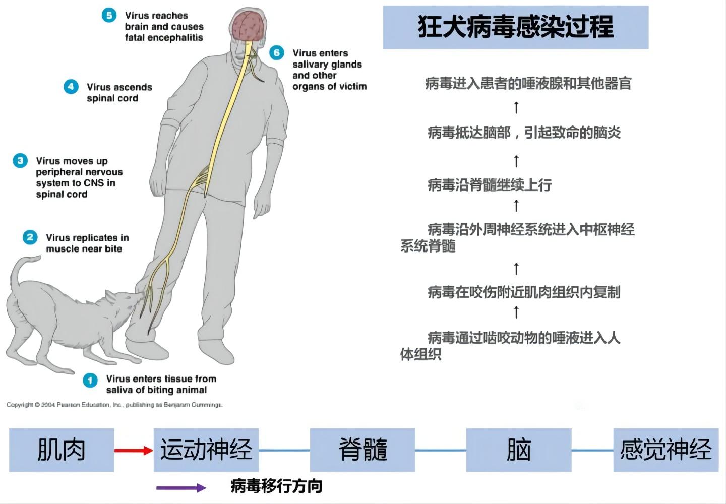 为什么狂犬病发作后死亡率高,为什么狂犬病发作100%致死率