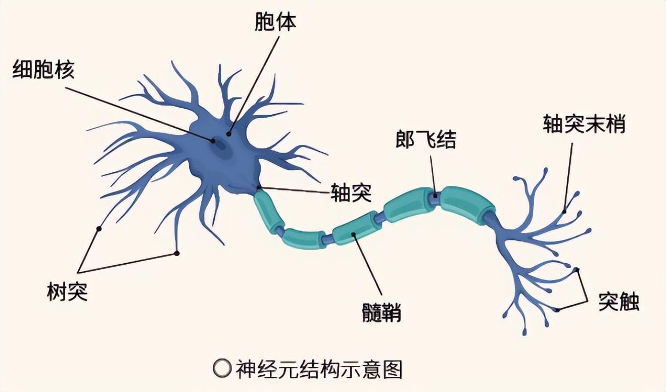 【科学原理一点通】大脑中的热力学