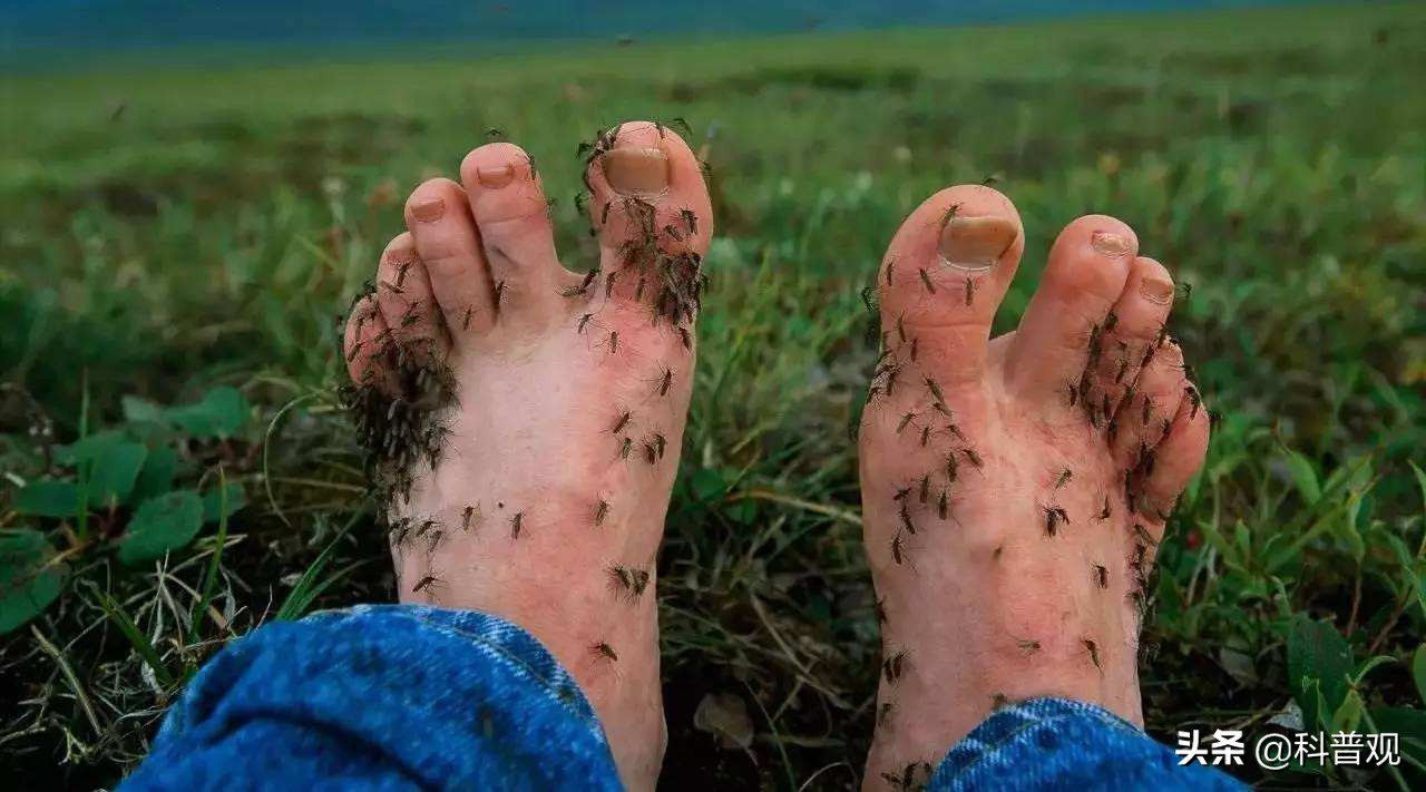 蚊子喜欢叮哪种血型,蚊子老是喜欢叮我到底是什么血型