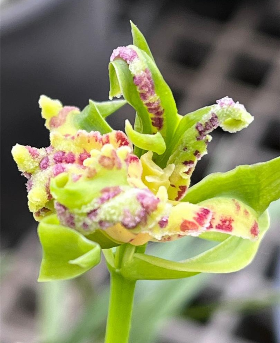 兰花好运牡丹怎么养,兰花华贵牡丹