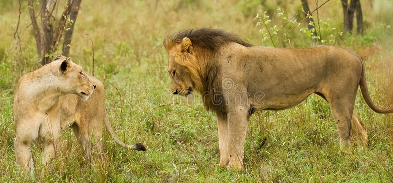 性趣探秘：为什么人类是*生活性**方式最怪诞的动物？