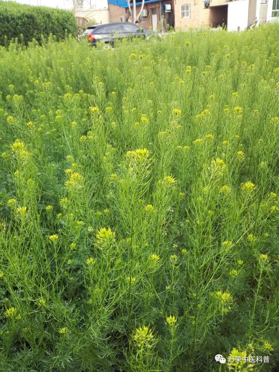 植物幼苗的发展过程详细,植物的幼苗在生长过程中