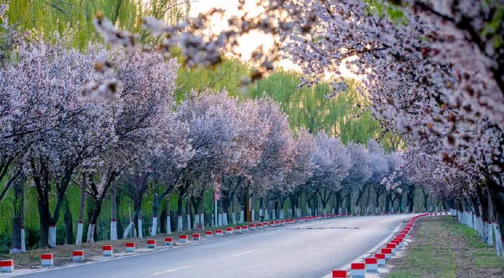 济南的春天来了吗,济南春天来了