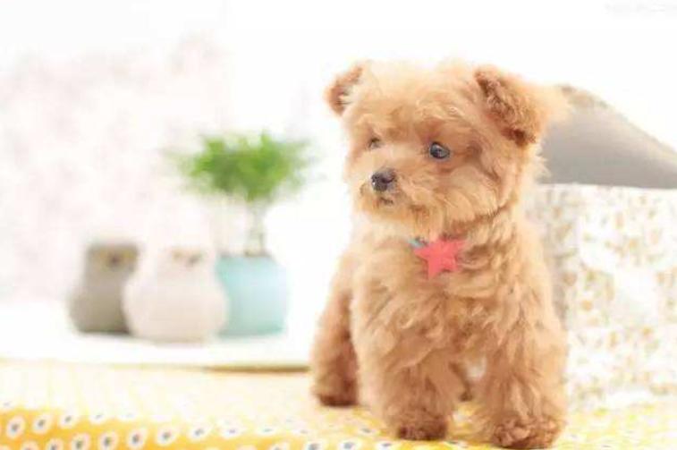 泰迪狗狗拉稀带有血是怎么回事,泰迪狗狗拉稀能自愈吗